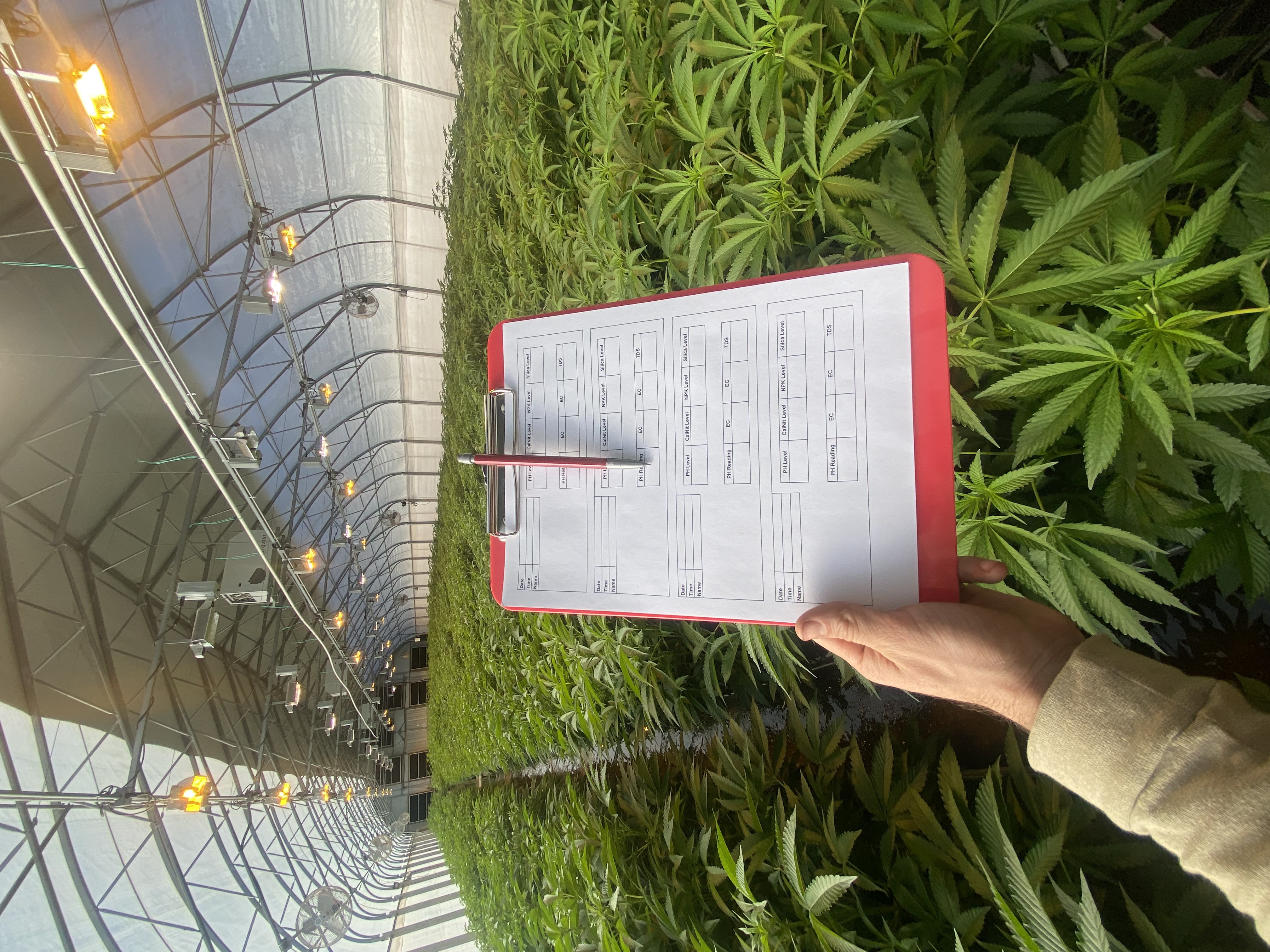 Max standing in a cannabis greenhouse holding a clipboard with a handwritten tracking grid, plants stretching down the row under HPS lights.