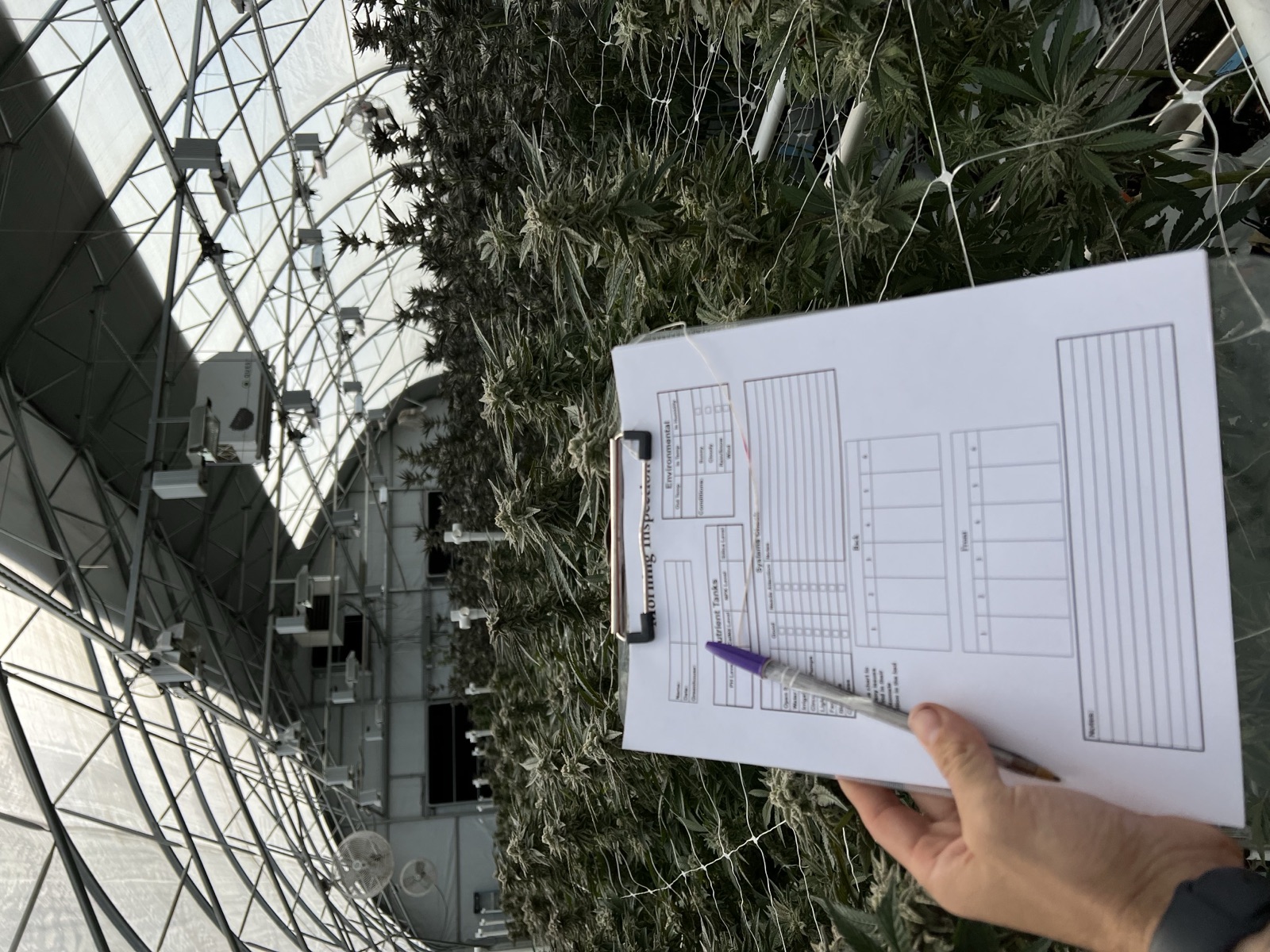 Hand holding a clipboard with a printed tracking grid inside a commercial cannabis greenhouse — mature flowering plants under trellis netting, arch greenhouse structure visible.